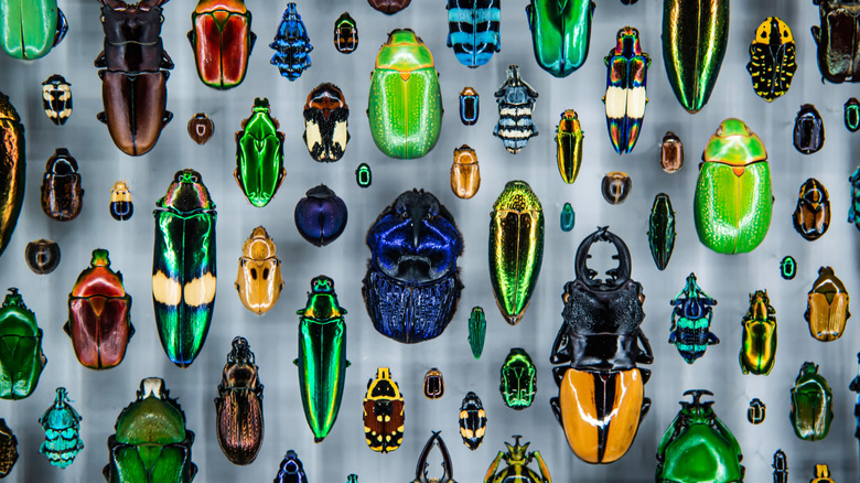 close up of preserved brightly colored beetles in a glass case
