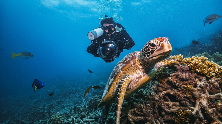 Diver swimming behind a green turtle in Australia's Great Barrier Reef