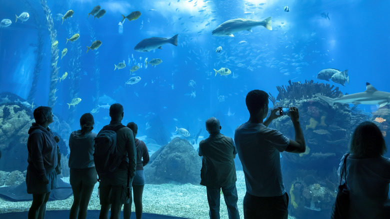 People watching marine life in the Lisbon Oceanarium