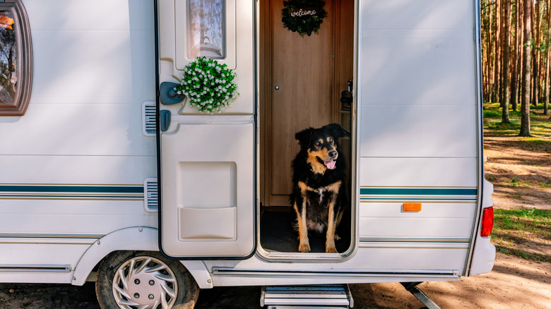 A black and tan dog sits in the open doorway of an RV.