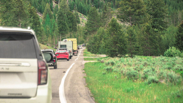Traffic jam in Yellowstone National Park.