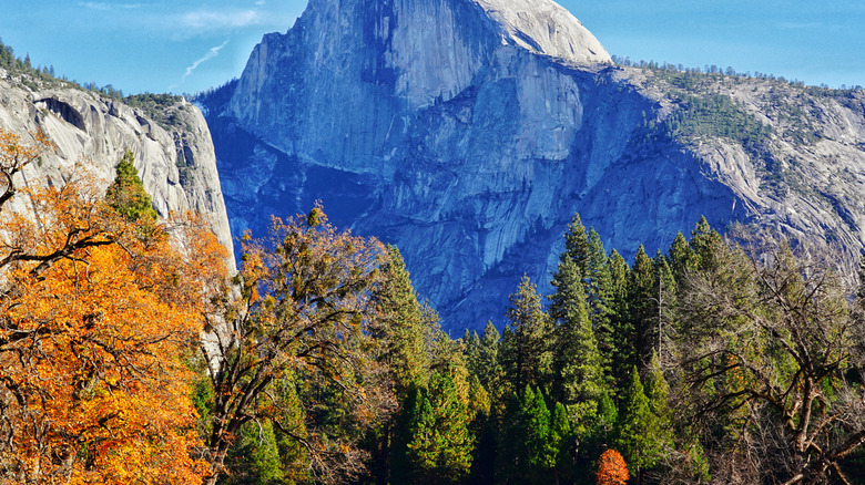 Fall foliage at Yosemite National Park, in front of a boulder