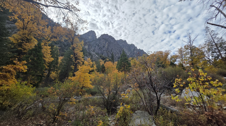 Fall foliage in Kings Canyon National Park