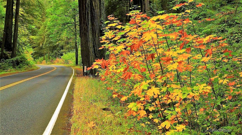 Changing leaf colors in Redwood National Park along a two-lane road