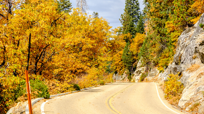 A two-lane road surrounded by foliage in Sequoia National Park in fall