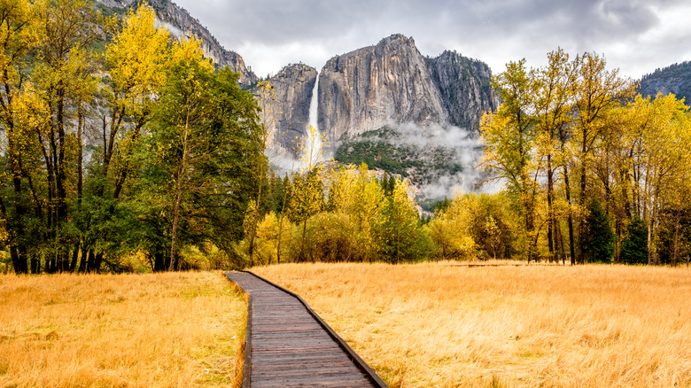 Yosemite National Park in fall, with yellow-green trees and a wooden boardwalk cutting through yellow grass
