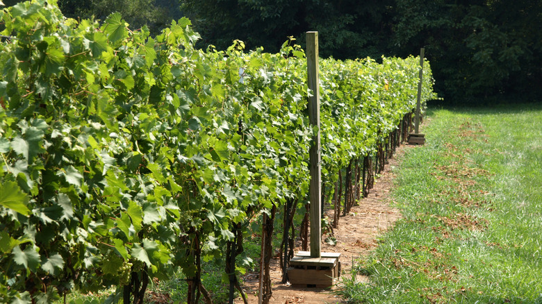 Row of green vineyards in southern Illinois near Makanda