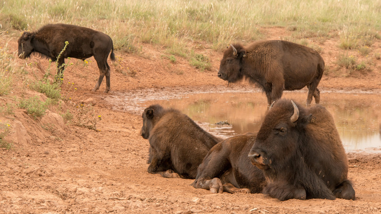 Bison at Caprock Canyons State Park
