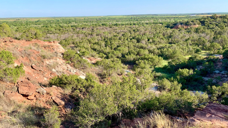 Greenery in Copper Breaks State Park in Texas
