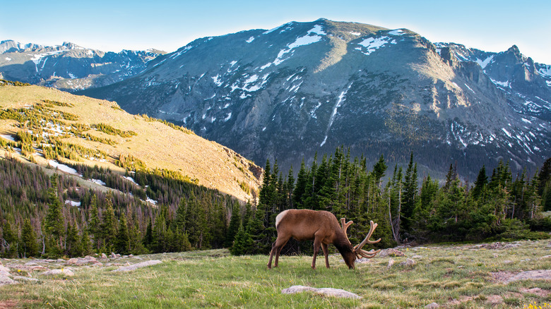 Bull elk with large antlers grazing in front of dramatic mountains in Rocky Mountain National Park, Colorado