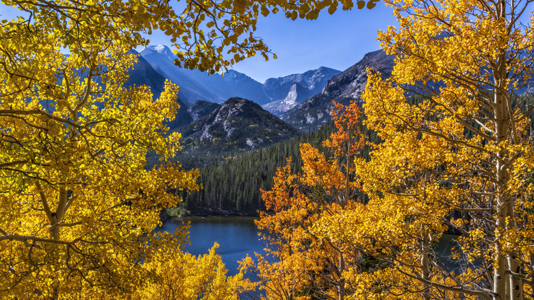 Mountains peeking through yellow trees during the autumn in Colorado's Rocky Mountain National Park