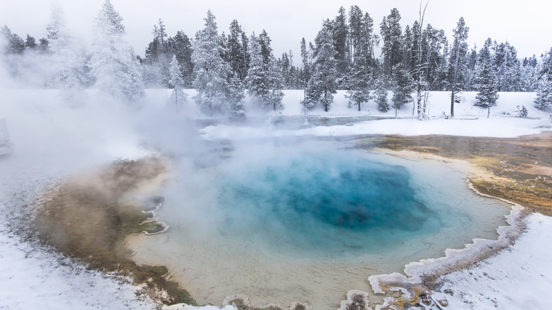 A geyser at Yellowstone National park
