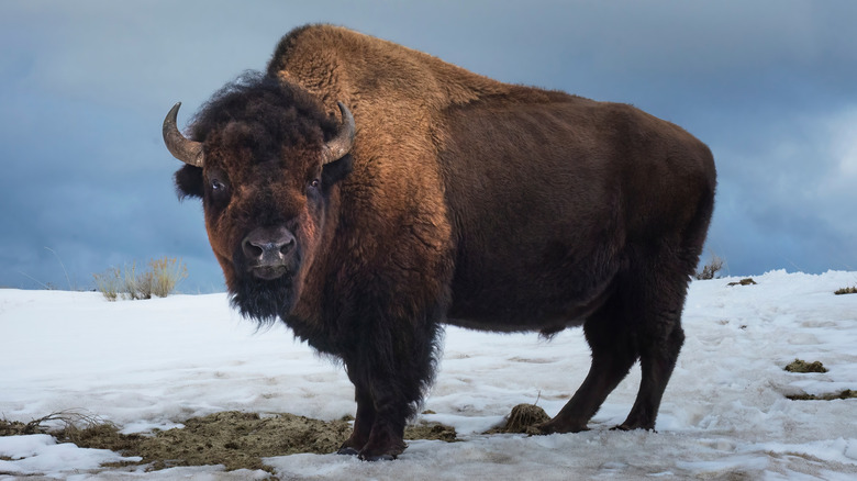A bull bison in Yellowstone National Park