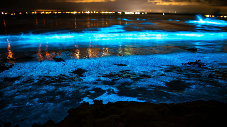 Close-up of bioluminescent waves with city lights across the bay at night