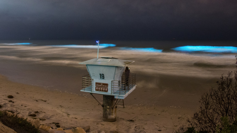 Iconic blue lifeguard stand along the coast near bioluminescent waves at night on a San Diego beach, California