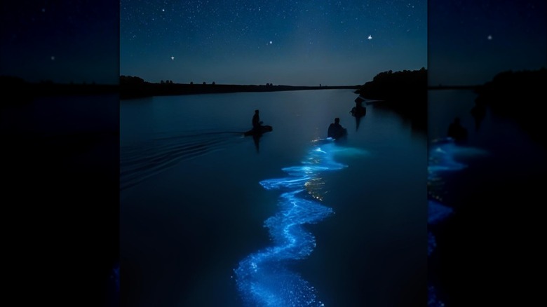 Kayakers leaving a wake of bioluminescence in Florida's Indian River Lagoon at night