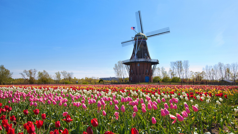 Windmill Island in Holland, Michigan's botanical gardens, featuring an old-fashioned stone Dutch windmill, framed by tulips