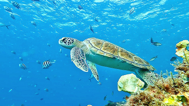 A sea turtle surrounded by fish swimming near coral reef in Barbados