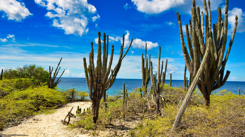 Tall cacti along shores of tropical water