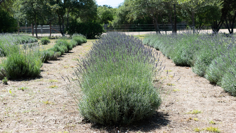 Lavender Fields in Blanco, Texas