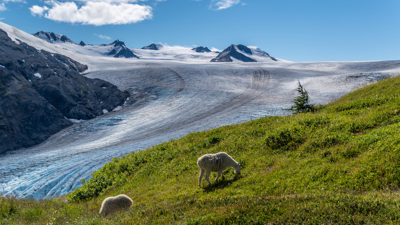 Mountain goats grazing near the Exit Glacier