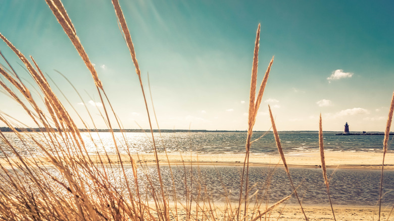 Golden grass at Cape Henlopen Delaware, the eastern terminus of the American Discovery Trail