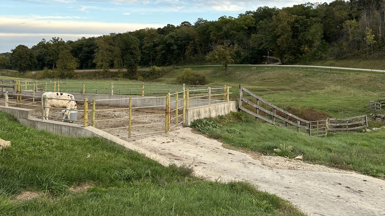 cattle at diary farm land in New Glarus, Wisconsin