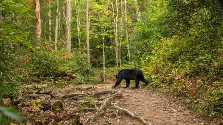 Black bear crosses the Abrams Falls Trail in Great Smoky Mountains National Park