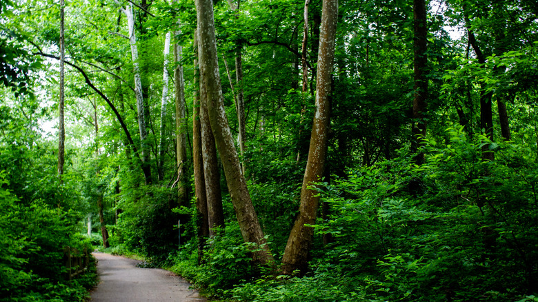 A well-maintained trail surrounded by trees in Pennypack Park in Philadelphia, Pennsylvania