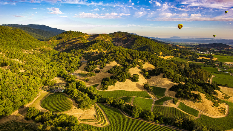 Hot air balloons sail over Napa Valley vineyards in California