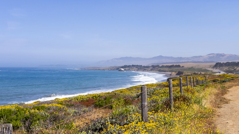 View of California coast with wildflowers in the foreground and mountains in the background.