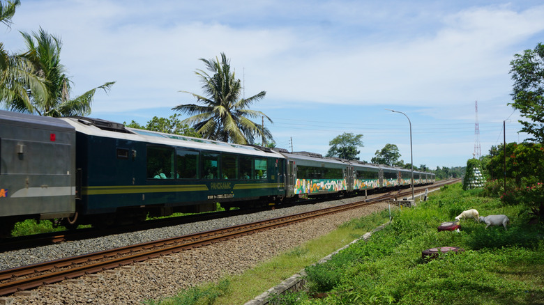 The Argo Wilis panoramic railcar amid lush green palm trees.