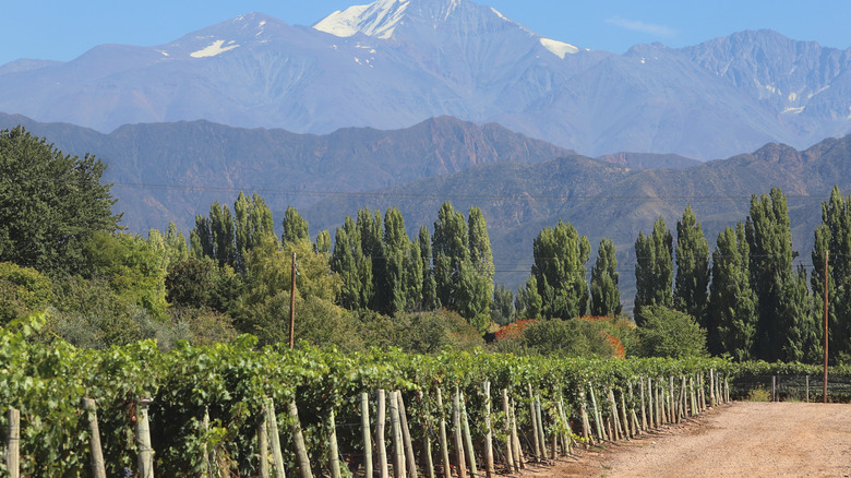 The Tupungato volcano, one of the highest mountains of the Andes, is seen behind the vineyards during the harvest season at the Cheval des Andes winery on March 29, 2019 in the Luján de Cuyo district of Mendoza province