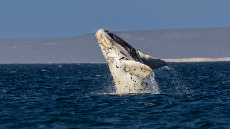 View of rare southern right whale breeching out of the water near the Peninsula Valdes, Argentina