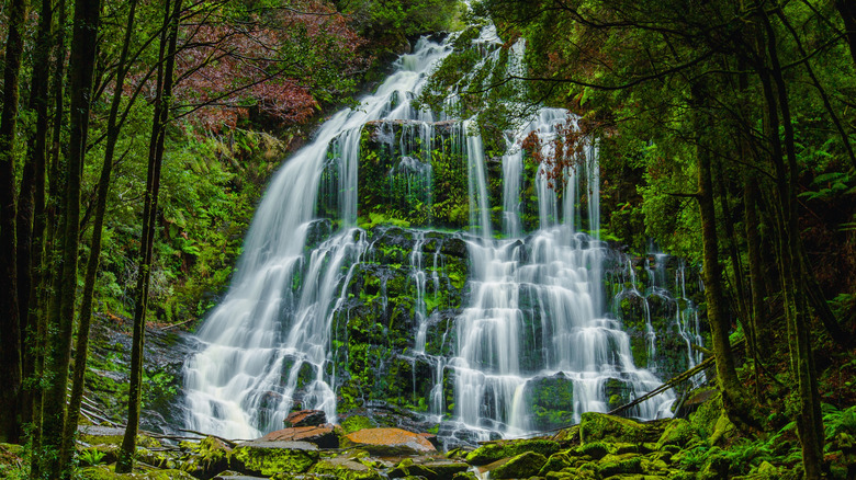 Nelson Falls at Franklin-Gordon Wild Rivers National Park