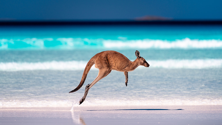 A kangaroo hopping at Lucky Bay Beach in Australia