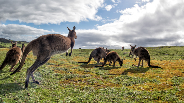 Kangaroos frolicking on Kangaroo Island