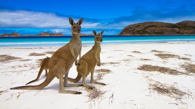 Kangaroos frolick on Lucky Bay Beach