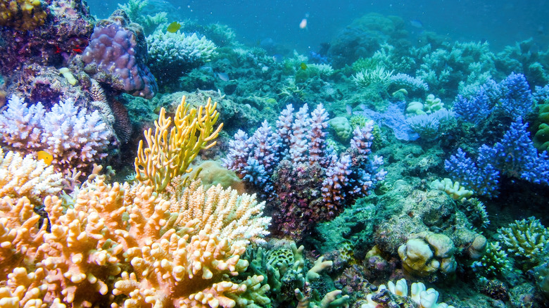 An underwater view of coral in the Great Coral Reef off Queensland