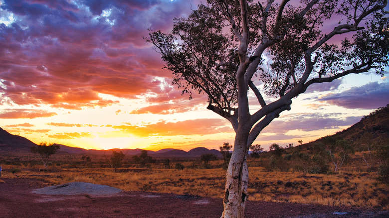 A sunset and a tree in the Pilbara region of Western Australia