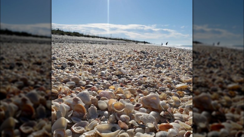 Hundreds of shells on the beach at Stump Pass Beach State Park