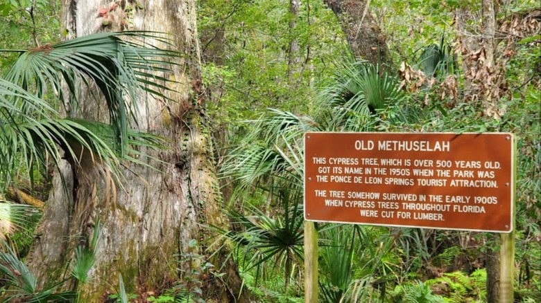 The sign for the tree named "Old Methuselah"