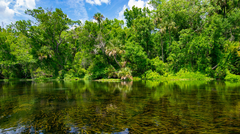Green trees overlooking Alexander Springs in Ocala National Forest, Florida
