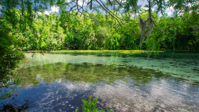 Glassy waters surrounded by greenery in Alexander Springs Recreation Area in Ocala National Forest, Florida