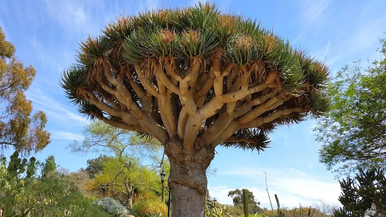 A large dragon tree in the center of the San Diego Botanic Garden