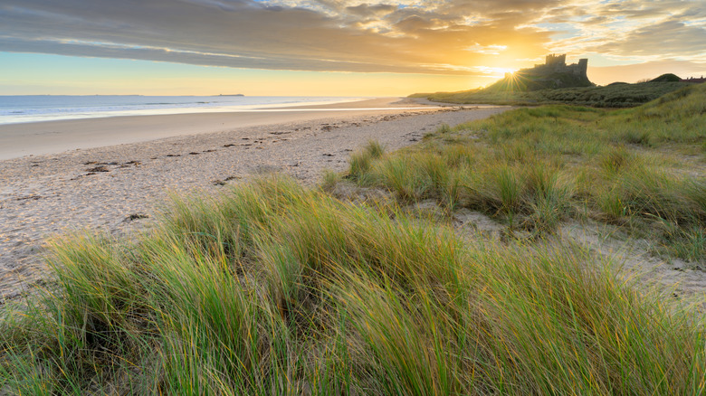 Golden grass along a beach with spectacular morning views at Bamburgh coastline on The Northumberland Coast