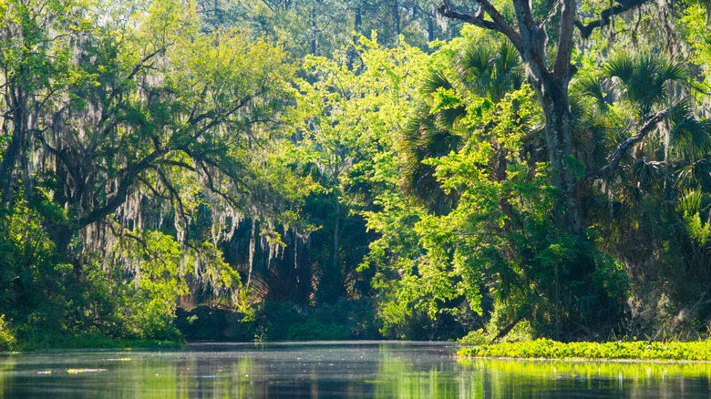 Morning in Silver Springs State Park, with lush trees hanging over the water
