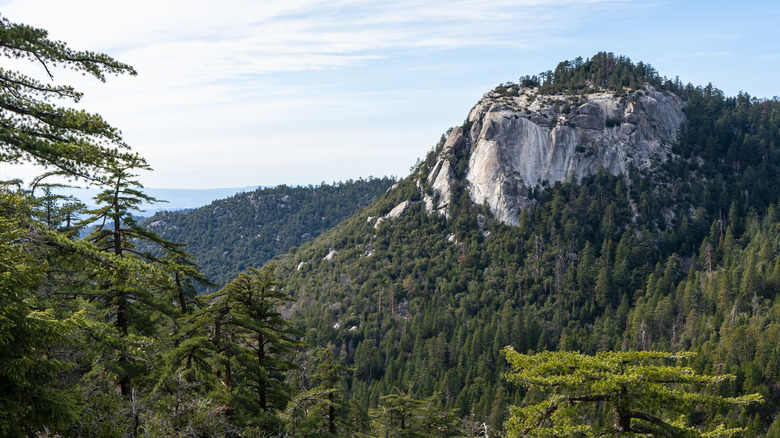 A view of tree-covered mountains from a hike in Idyllwild, California