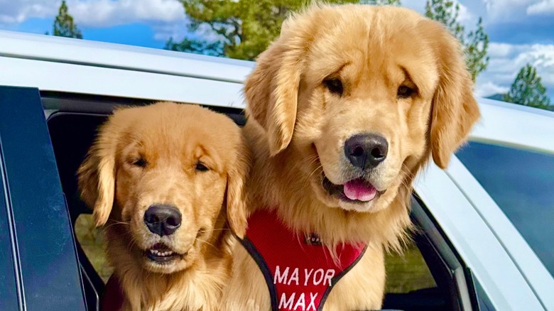 Two dogs, Mayor Max and Vice Mayor Meadow of Idyllwild, California, with their heads sticking out of a car window
