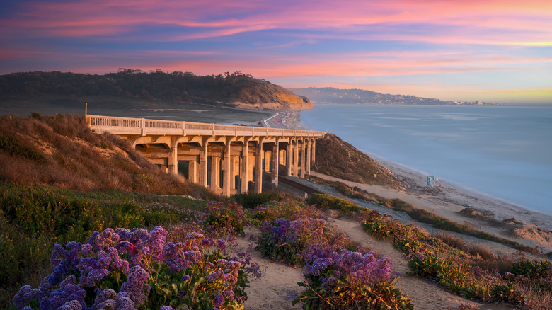 A view of the ocean, purple flowers, a bridge, and sandstone bluffs during sunset